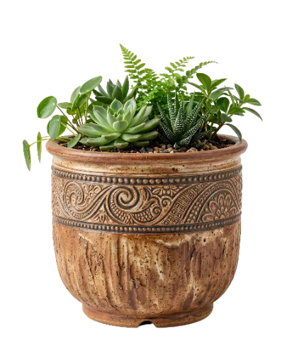 Potted Succulents and Plants